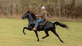 Shady Black Standardbred Race horse being rehabilitated for another equine displinice [upl. by Finnegan]