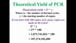 Theoretical Yield of PCR Animation [upl. by Eseenaj]