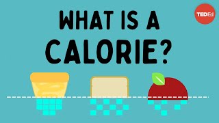 What is a calorie  Emma Bryce [upl. by Dripps]