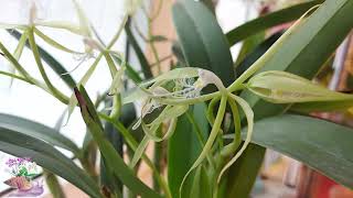 Epidendrum ciliare [upl. by Ettenirt171]