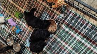 Toy Poodle Puppies [upl. by Borer460]