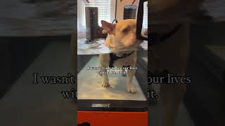 Happy 4th Birthday Minion frenchbulldog frenchie doglover [upl. by Finlay]