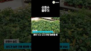 계절별로 다른 식물 물주기 🍒 산호수 물주기 이렇게 해보세요 공기정화식물 식물키우기 garden 엉클플랜트 [upl. by Pepillo]