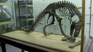 Inside the Collections Paleontology and the Big Bone Room [upl. by Eiramllij]