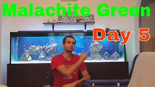 Malachite Green Treatment Reef Aquarium Day 5 Update [upl. by Sila752]