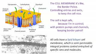 Organelle Rap 2022 [upl. by Binnie]