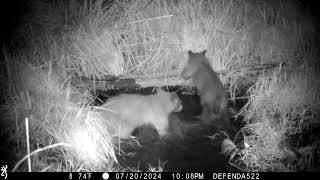 Black Bears Caught Playing in Pond [upl. by Gee]