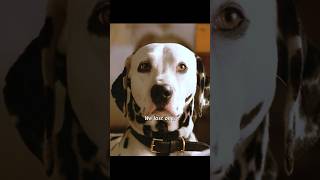 Anxiously waiting for the dog to give birthshorts viralvideo shortsvideo [upl. by Palmira541]