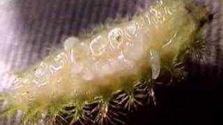 Parasitoid infested caterpillar [upl. by Debbie878]