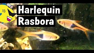 Harlequin Rasbora Fish Profile Easy Freshwater Fish [upl. by Aihcela674]