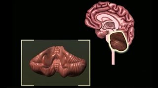 Motor System Coordinated Movement  Brain Anatomy Anatomy of the Human Brain [upl. by Shewmaker491]