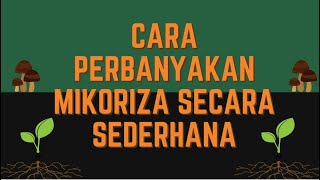 CARA PERBANYAKAN MIKORIZA SECARA SEDERHANA  KKN SENANDUNG PUNUNG 2021 [upl. by Bozuwa]