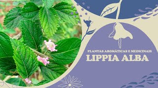 Série Plantas Aromáticas e Medicinais Lippia alba falsaervacidreira [upl. by Egbert]