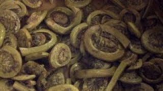 How to Cook Fiddlehead Ferns Cooking with Kimberly [upl. by Milissa]