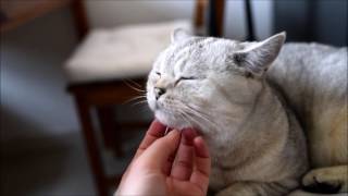 British Shorthair Cat Nuri loves Chin Rubs  BKH liebt es am Kinn gegrault zu werden BSH Cute kitten [upl. by Sirovaj]