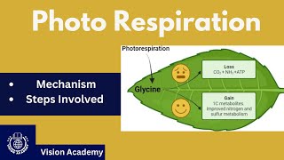 Chapter 13  Gaseous Exchange Photo respiration 11th Class Biology  Vision Academy [upl. by Nodnahs]