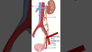 Blood supply of ureter [upl. by Oznol143]