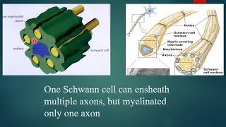 Myelination and Nerve terminals By Dr Nesreen Gamal [upl. by Manara599]