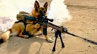 The German Shepherd Who Is Trained to Take Down Enemies [upl. by Barbaresi65]