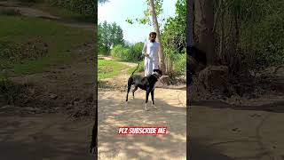 Pakistani dog famous dog [upl. by Kloster]