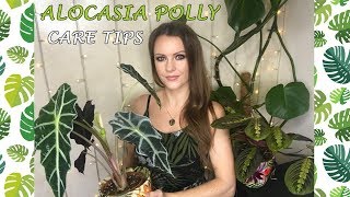 Alocasia Polly Care Tips [upl. by Lraed867]