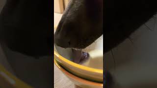 How dogs drink effectively and cute slowmotion dogshorts tongue drink pets cutedog [upl. by Letreece826]