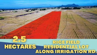 V170 25 Hectares Rice Field Along Irrigation RD Cuyapo Nueva Ecija With Aerial View [upl. by Krissie]