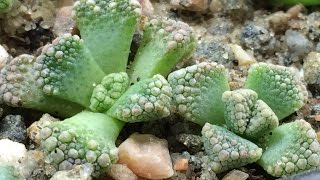 Planting Some Titanopsis Seeds [upl. by Fabi]