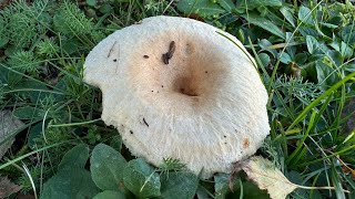 Lactarius pubescens October 27 2024 [upl. by Adyela]