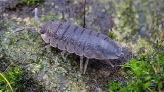 Woodlice [upl. by Sucramal]