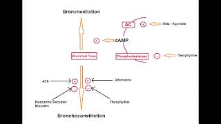 Asthma Drugs  B2 Agonists Albuterol salmeterol amp formoterol [upl. by Nylac]