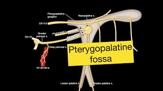 Pterygopalatine fossa [upl. by Ennahoj]