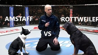 Rottweiler vs Pitbull  Speed Competition  Genetic Differences [upl. by Eimat]