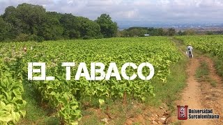 CULTIVO DE TABACO  video practico HD [upl. by Roderick]