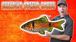 How to Breed Odessa Barbs and Growing Barb Fry Fast [upl. by Atiuqcaj]