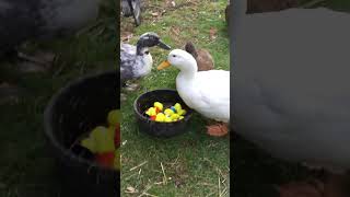 Present For Pet Ducks Cause Drama thanksgiving pekinduck ducklife [upl. by Goetz486]