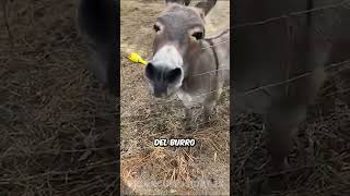 Este burro ama a su dueña 🤗 [upl. by Ceporah229]