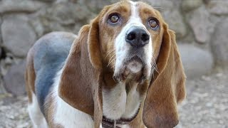 quotWhats That Smellquot Music Video  Dog Video for Kids  20 Dogs [upl. by Gnahk521]