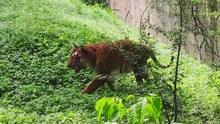 Katraj Snake 🐍 Park 🏞️ katrajsnakepark snake snakepark rajivgandhizoologicalpark [upl. by Merp]