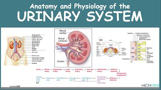 Anatomy and Physiology of the Urinary System Simplified [upl. by Stag]