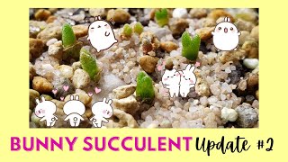 BUNNY SUCCULENT UPDATE 2  MONILARIA MONILIFORMIS  bernee bee [upl. by Mano]