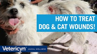 How To Treat Dog amp Cat Wounds with Vetericyn Liquid and Antimicrobial Hydrogel [upl. by Aihsiym]