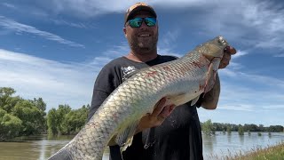 Blowgun giant fish along flooded Missouri River [upl. by Spenser]