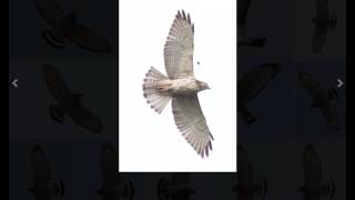 Identifying Broadwinged Hawks and Redshouldered Hawks [upl. by Dareg750]