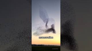 Why Starling Murmurations Happen shorts [upl. by Sezen]