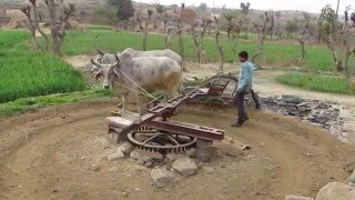 Oxdrawn water wheel Rajasthan India [upl. by Karie]