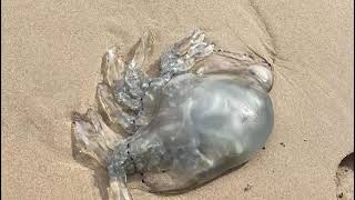 Jellyfish in wales 🏴󠁧󠁢󠁷󠁬󠁳󠁿 [upl. by Freytag]