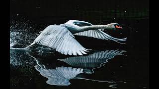 the swan that flew away piano [upl. by Theodora]