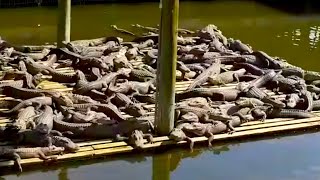 DO NOT STEP ON DOCK FULL OF 1000 ALLIGATORS [upl. by Ailin]