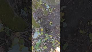 😮😱 metaldetecting detecting metaldetector youtubeshorts viralvideo romania [upl. by Akirahs]